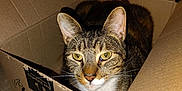 Mittens is registered to the contest to win money with this photo: cat, tabby, cardboard_box, amazon_prime, indoor, pet, feline, yellow_eyes, whiskers, fur, relaxed, animal, box, home, carpet, tile_floor, domestic, cute, resting, closeup