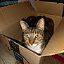 cat, tabby, cardboard_box, amazon_prime, indoor, pet, feline, yellow_eyes, whiskers, fur, relaxed, animal, box, home, carpet, tile_floor, domestic, cute, resting, closeup