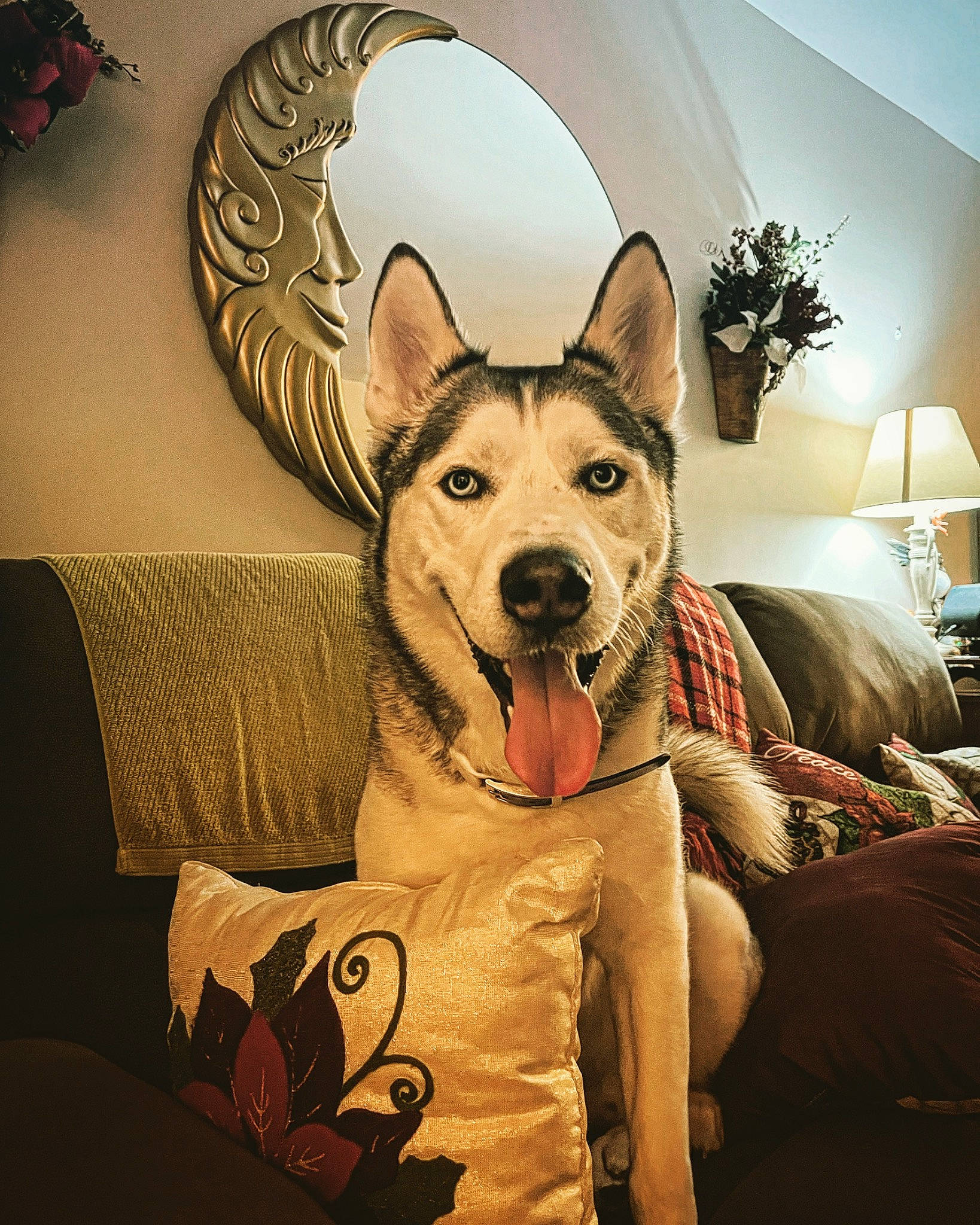 Duke is registered to the contest to win money with this photo: art, canidae, carnivore, comfort, companion_dog, couch, dog, dog_breed, fawn, fur, happy, herding_dog, houseplant, lamp, picture_frame, sitting, snout, sporting_group, whiskers, working_animal