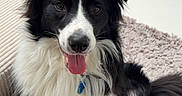 Ayrton a rejoint le concours — aidez-le/la à gagner de superbes lots ! dog, border_collie, paw, hand, person, leopard_print, pants, watch, ring, rug, indoor, floor, carpet, furniture, pet, friendly, smiling, black_and_white, fur, animal