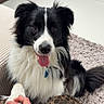 dog, border_collie, paw, hand, person, leopard_print, pants, watch, ring, rug, indoor, floor, carpet, furniture, pet, friendly, smiling, black_and_white, fur, animal