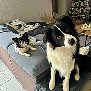 Ayrton participe au concours pour gagner de l'argent avec cette photo : dog, couch, living_room, christmas_tree, decorations, blanket, tile_floor, furniture, pet, black_and_white, fur, indoors, cozy, relaxed, curious, small_dog, medium_dog, holiday, home, table