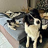 dog, couch, living_room, christmas_tree, decorations, blanket, tile_floor, furniture, pet, black_and_white, fur, indoors, cozy, relaxed, curious, small_dog, medium_dog, holiday, home, table