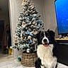 Ayrton a rejoint le concours — aidez-le/la à gagner de superbes lots ! dog, border_collie, christmas_tree, holiday_decorations, ornaments, indoor, floor_tiles, television, wicker_basket, smiling_dog, black_and_white, decorative_bow, pine_cones, lights, festive, pet, home, cozy, modern, happy