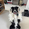 Ayrton a rejoint le concours — aidez-le/la à gagner de superbes lots ! dog, black_and_white, fluffy, sitting, paws_up, happy, indoor, kitchen, floor, shoes, mop, soccer_ball, appliance, refrigerator, oven, smiling, pet, animal, fur, playful