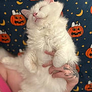 Minnie is registered to the contest to win money with this photo: blanket, cat, cozy, cute, fluffy, fur, halloween, hand, indoor, orange, pattern, person, pet, pink_nose, pumpkin, relaxed, sleeping, stars, tattoo, white_cat