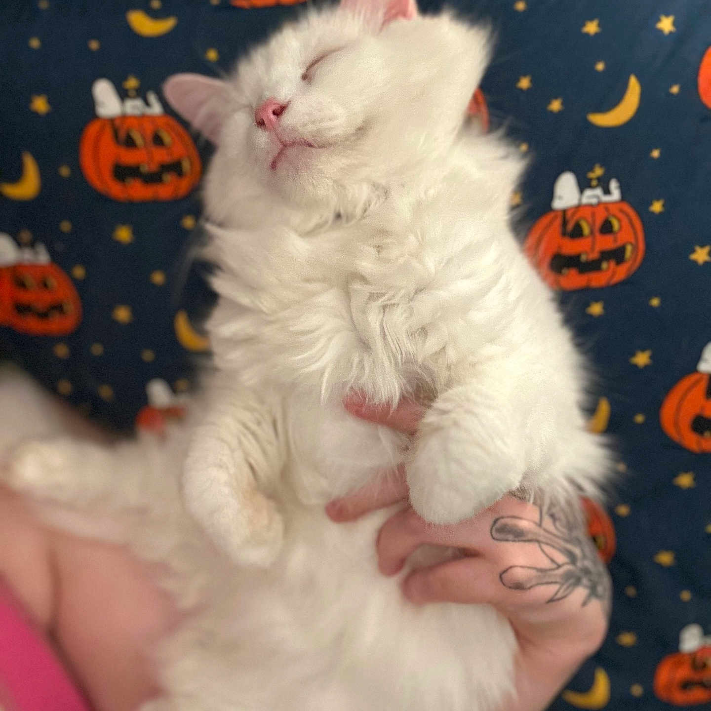 Minnie is registered to the contest to win money with this photo: blanket, cat, cozy, cute, fluffy, fur, halloween, hand, indoor, orange, pattern, person, pet, pink_nose, pumpkin, relaxed, sleeping, stars, tattoo, white_cat
