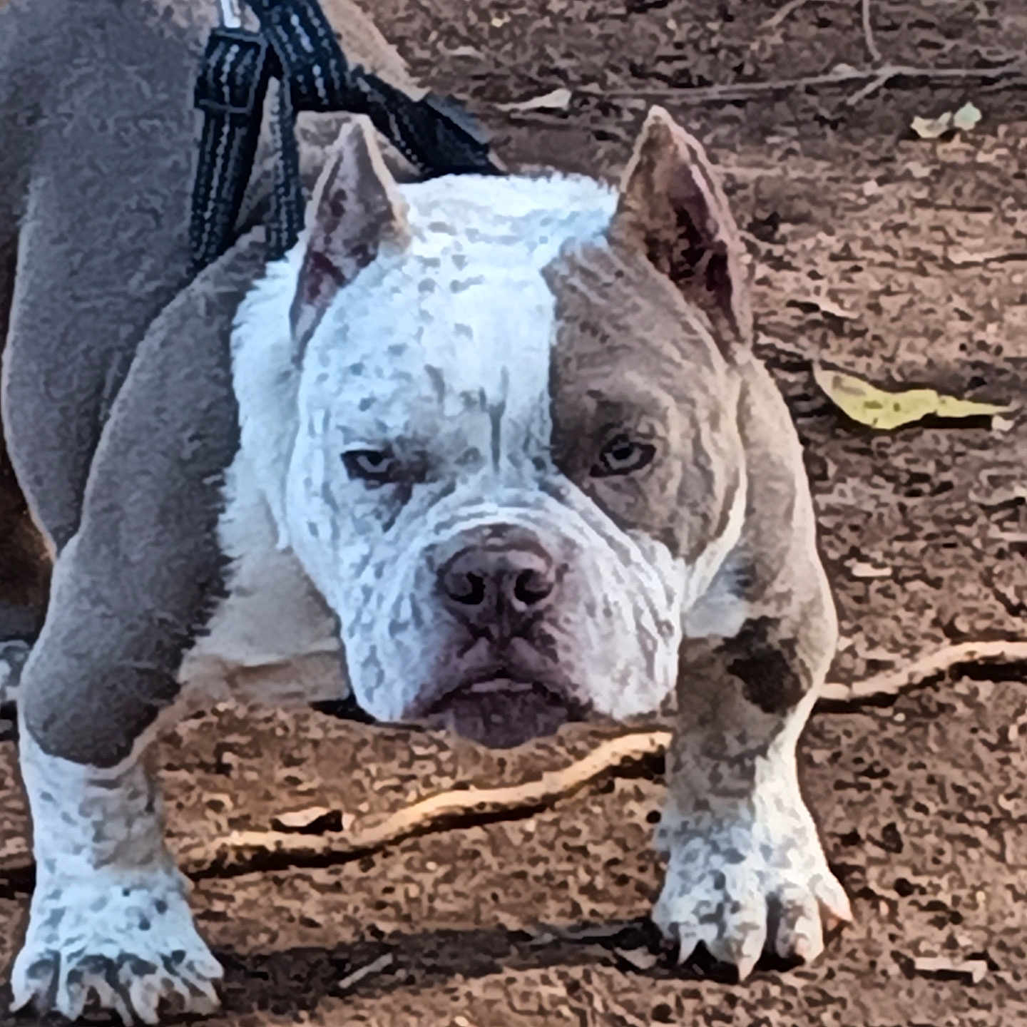 Vang Vang is registered to the contest to win money with this photo: animal, bostonbull, boxer, bulldog, canine, dog, frenchbulldog, pet, pitbull, puppy, snout, soil, whitedog