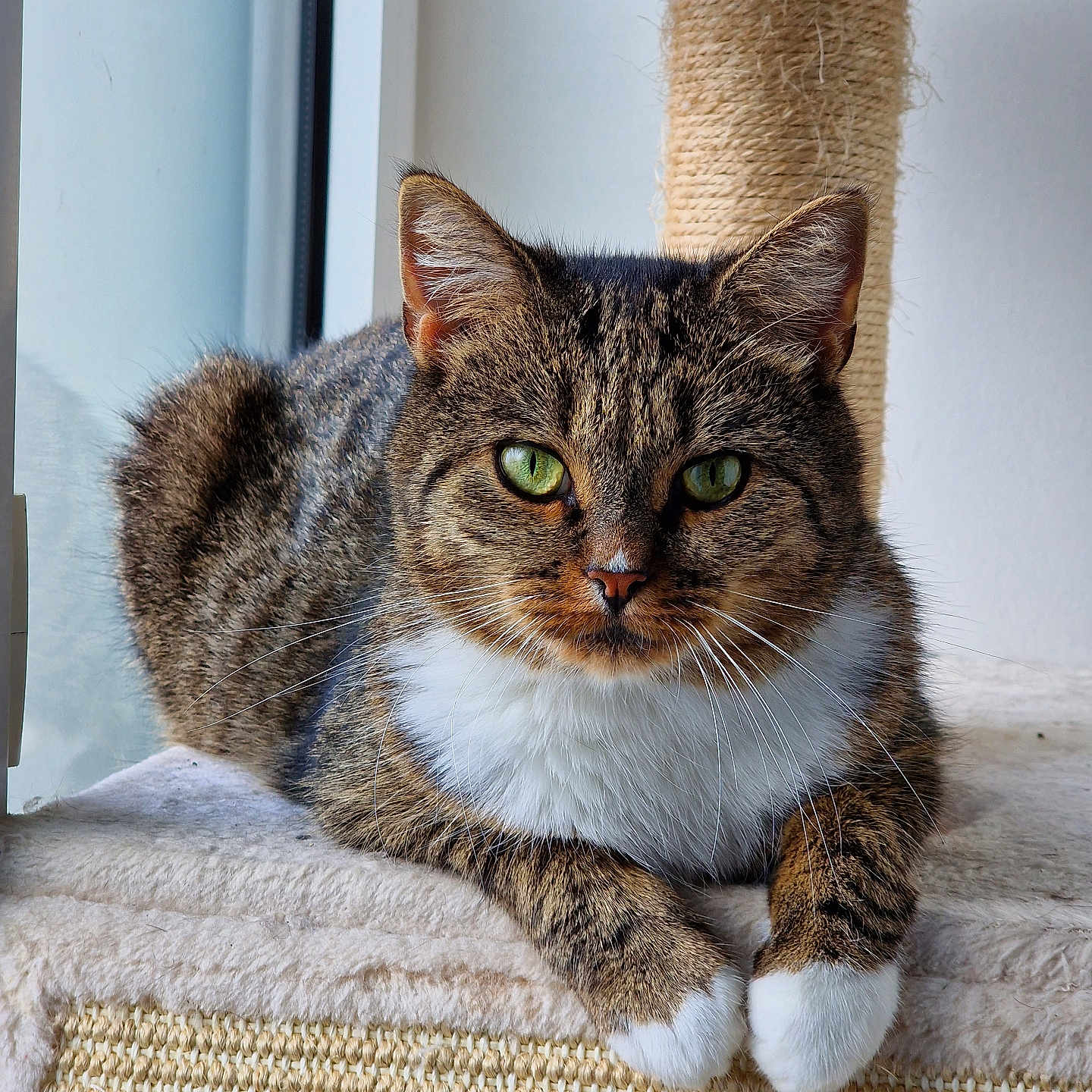 Snif participe au concours pour gagner de l'argent avec cette photo : abyssinian, animal, armchair, cat, chair, couch, furniture, hardwood, homedecor, kitten, manx, pet, siamese, wood