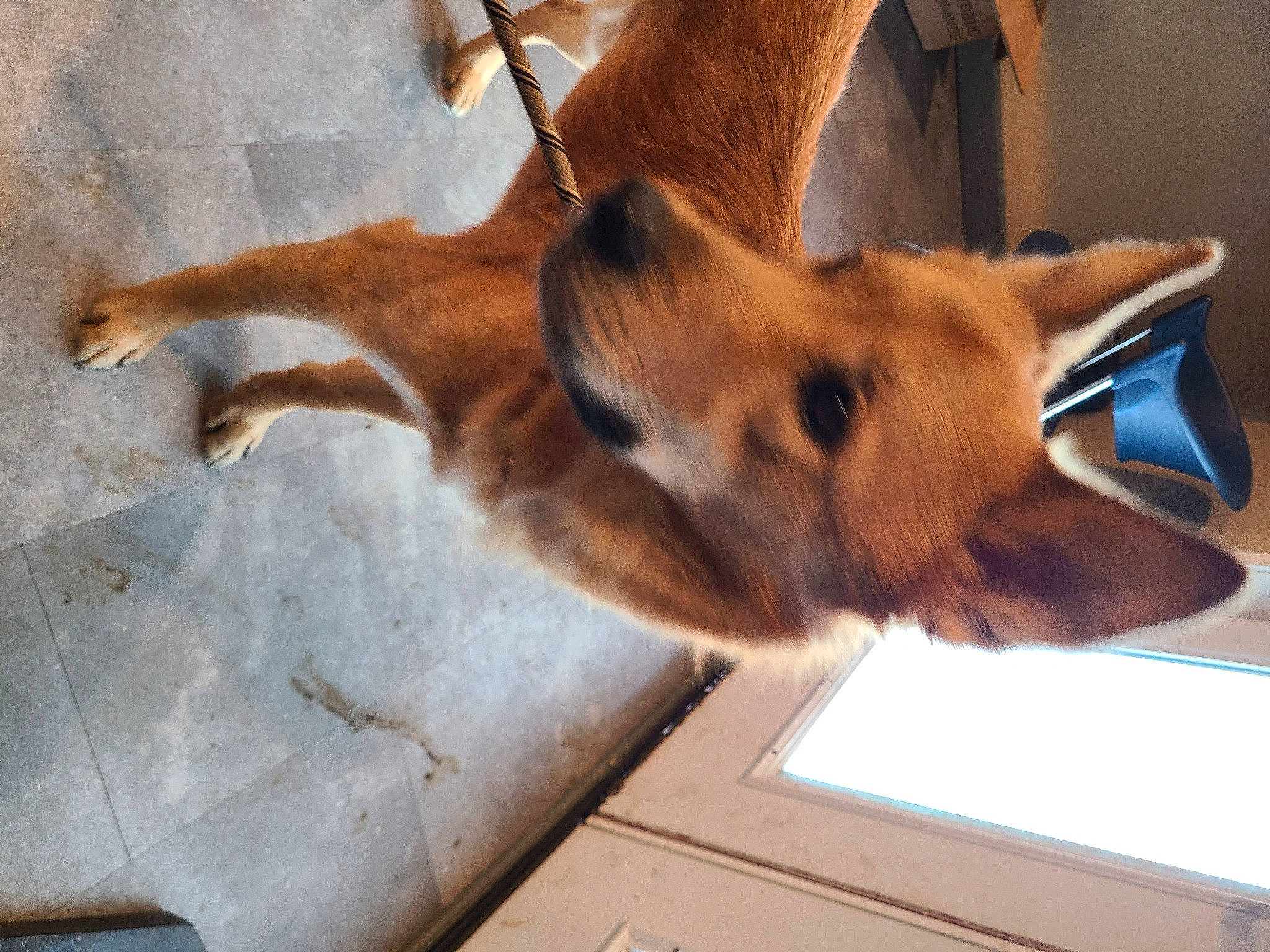 Grizzly joined the competition — help win amazing prizes! canidae, carnivore, comfort, companion_dog, dog, dog_breed, ear, fawn, fur, liver, paw, snout, sporting_group, tail, whiskers, window, wood, working_animal