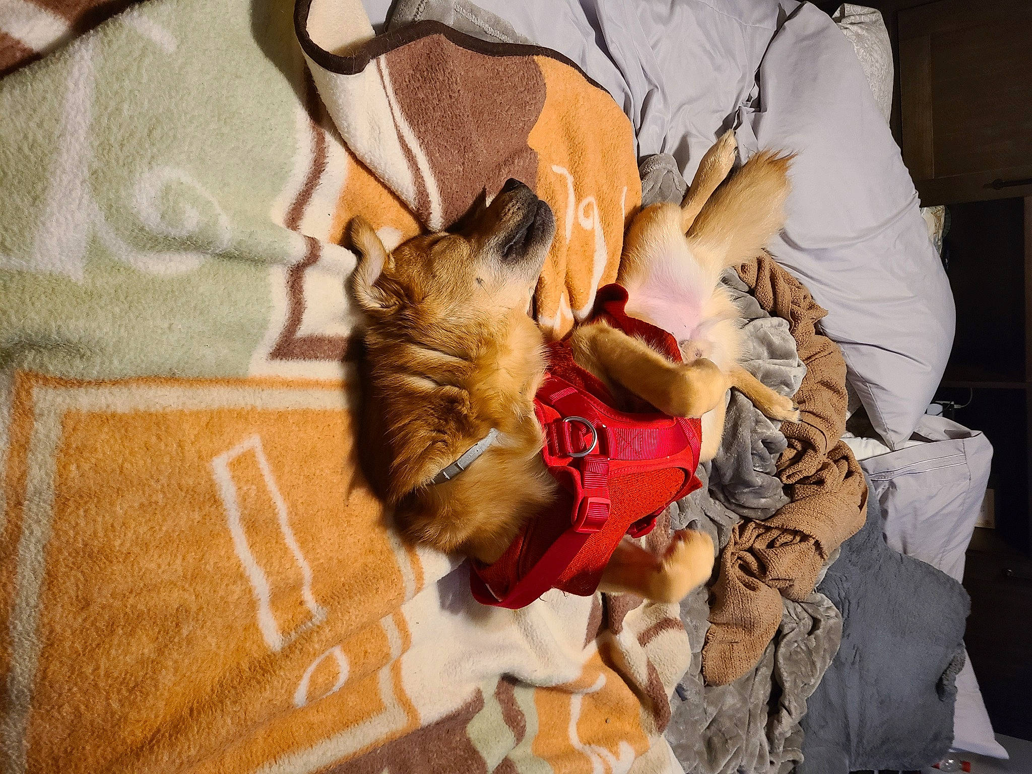 Grizzly joined the competition — help win amazing prizes! bag, canidae, carnivore, comfort, companion_dog, dog, dog_breed, fawn, felidae, fur, linens, luggage_and_bags, nap, pattern, small_to_medium_sized_cats, sporting_group, textile, whiskers