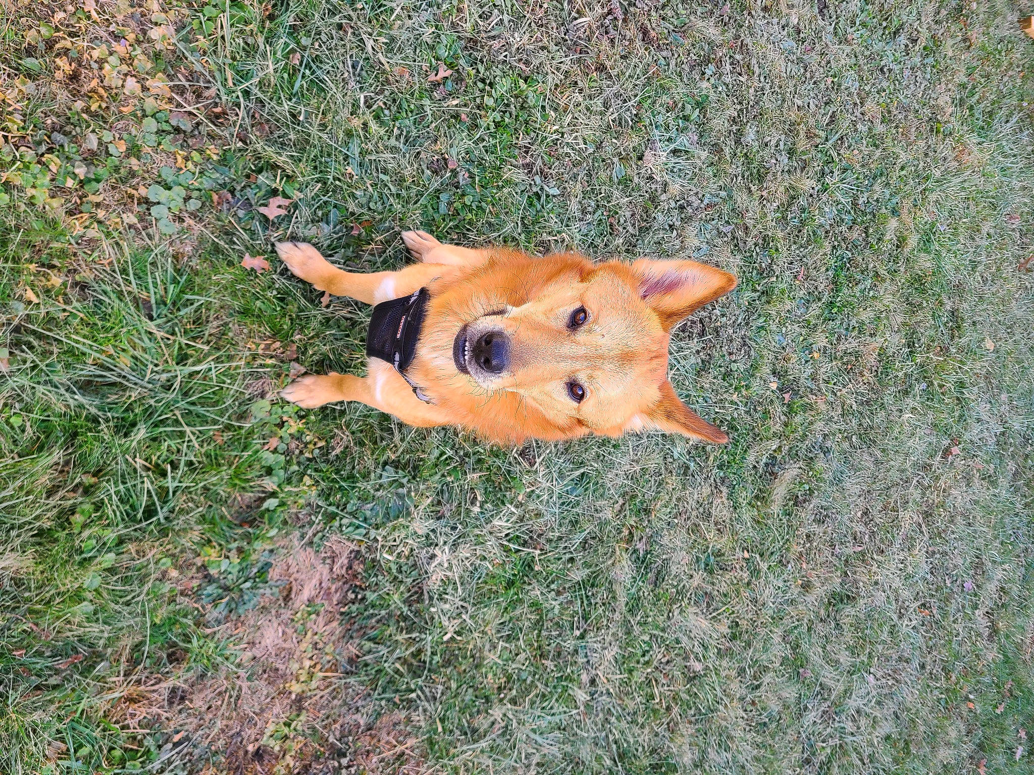 Grizzly joined the competition — help win amazing prizes! canidae, carnivore, companion_dog, dog_breed, fawn, fur, grass, grass_family, grassland, groundcover, natural_material, pattern, plant, road_surface, snout, soil, tail, terrestrial_animal, wildlife, wood