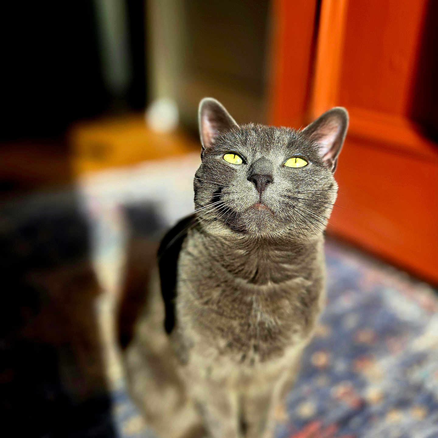 Jenneve joined the competition — help win amazing prizes! cat, gray_cat, yellow_eyes, indoor, sunlight, rug, orange_door, feline, pet, animal, sitting, portrait, closeup, whiskers, ears, fur, home, domestic_cat, looking_up, shadow