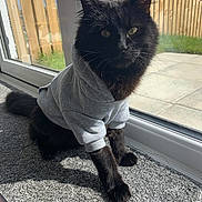 Neco is registered to the contest to win money with this photo: cat, black_cat, hoodie, clothing, indoor, carpet, glass_door, sunlight, shadow, fence, window, pet, mammal, whiskers, ears, tail, curious, sitting, cozy, domestic_animal