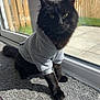 cat, black_cat, hoodie, clothing, indoor, carpet, glass_door, sunlight, shadow, fence, window, pet, mammal, whiskers, ears, tail, curious, sitting, cozy, domestic_animal