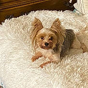 Tucker joined the competition — help win amazing prizes! dog, small_dog, fluffy, pet, animal, blanket, white_blanket, fur, ears, cute, indoor, cozy, wooden_furniture, resting, lying_down, looking_at_camera, calm, curious, home, comfort