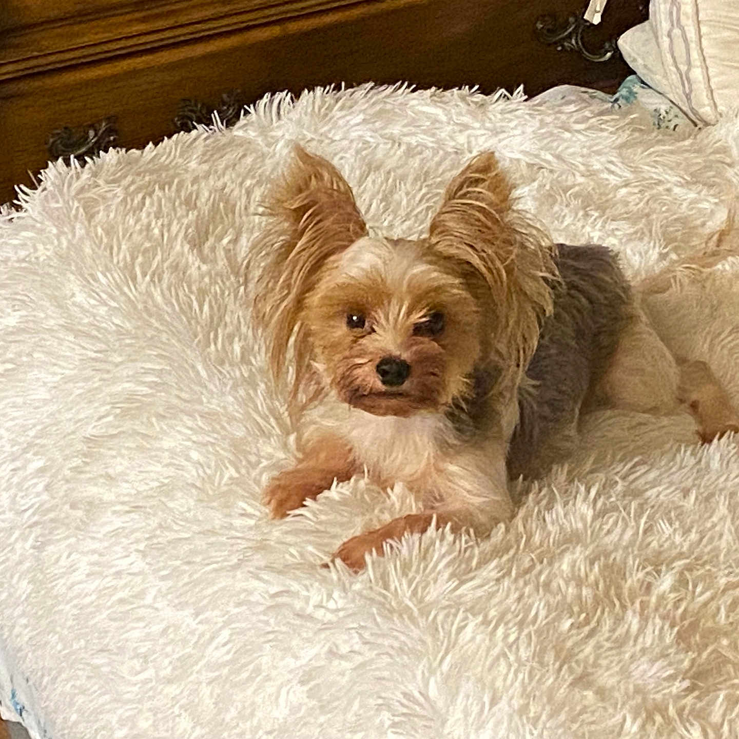 Tucker joined the competition — help win amazing prizes! animal, blanket, calm, comfort, cozy, curious, cute, dog, ears, fluffy, fur, home, indoor, looking_at_camera, lying_down, pet, resting, small_dog, white_blanket, wooden_furniture