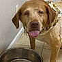 dog, bandana, tongue, water_bowl, tile_floor, indoor, pet, canine, brown_dog, dog_paw, wall_socket, door, floor, pet_accessory, playful, animal, companion, domestic, household, cute