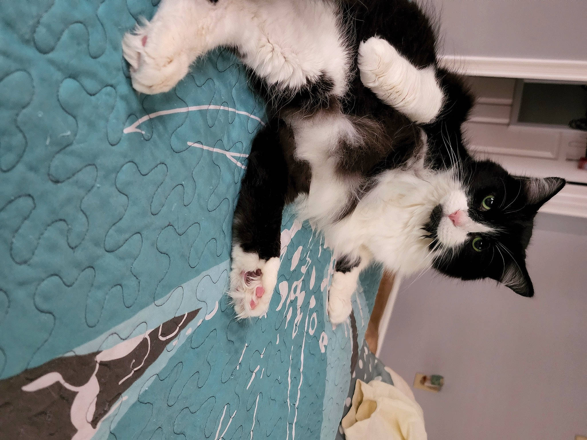 Guido is registered to the contest to win money with this photo: canidae, carnivore, cat, claw, comfort, dog_breed, domestic_short_haired_cat, felidae, fur, paw, small_to_medium_sized_cats, sporting_group, tail, whiskers