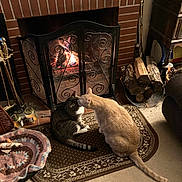 Bugsy joined the competition — help win amazing prizes! cat, fireplace, fire, rug, wood, indoor, cozy, warm_light, home, decor, pet, animal, feline, firewood, metal_screen, carpet, floor, living_room, two_cats, affection