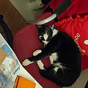 Nouka a rejoint le concours — aidez-le/la à gagner de superbes lots ! box, cardboard, carmine, carnivore, carton, cat, comfort, domestic_short_haired_cat, felidae, flooring, fur, lap, packaging_and_labeling, paper_product, publication, room, shipping_box, small_to_medium_sized_cats, tail, whiskers