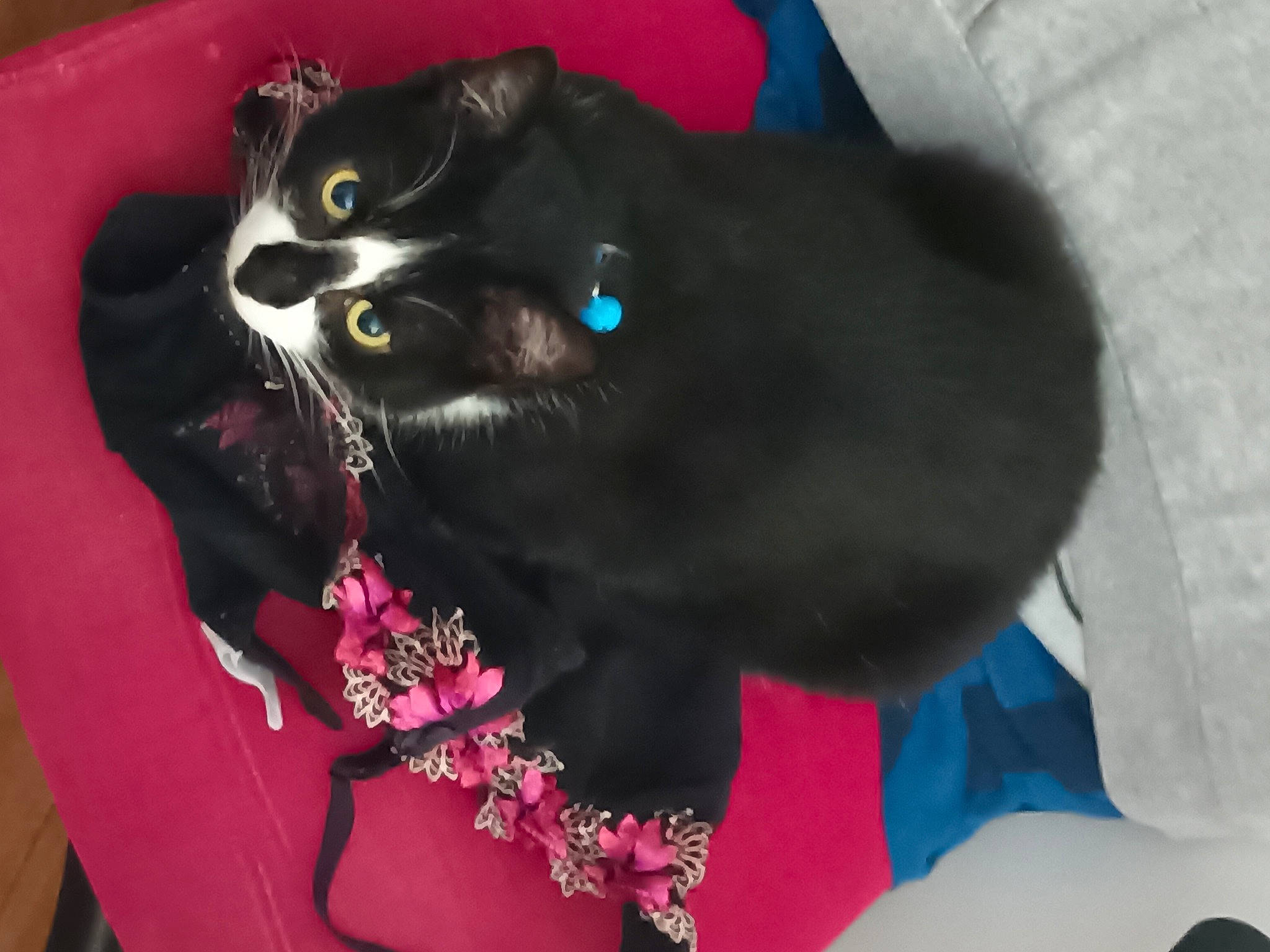 Nouka a rejoint le concours — aidez-le/la à gagner de superbes lots ! black_cat, bombay, carnivore, cat, cat_supply, claw, collar, comfort, domestic_short_haired_cat, felidae, fur, magenta, small_to_medium_sized_cats, snout, tail, whiskers