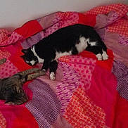 Nouka Et Marvel participe au concours pour gagner de l'argent avec cette photo : cat, two_cats, bed, blanket, striped_cat, black_and_white_cat, sleeping, resting, indoor, feline, pet, animal, cozy, patterned_blanket, purple, red, pink, fur, domestic, relaxation