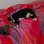 cat, two_cats, bed, blanket, striped_cat, black_and_white_cat, sleeping, resting, indoor, feline, pet, animal, cozy, patterned_blanket, purple, red, pink, fur, domestic, relaxation