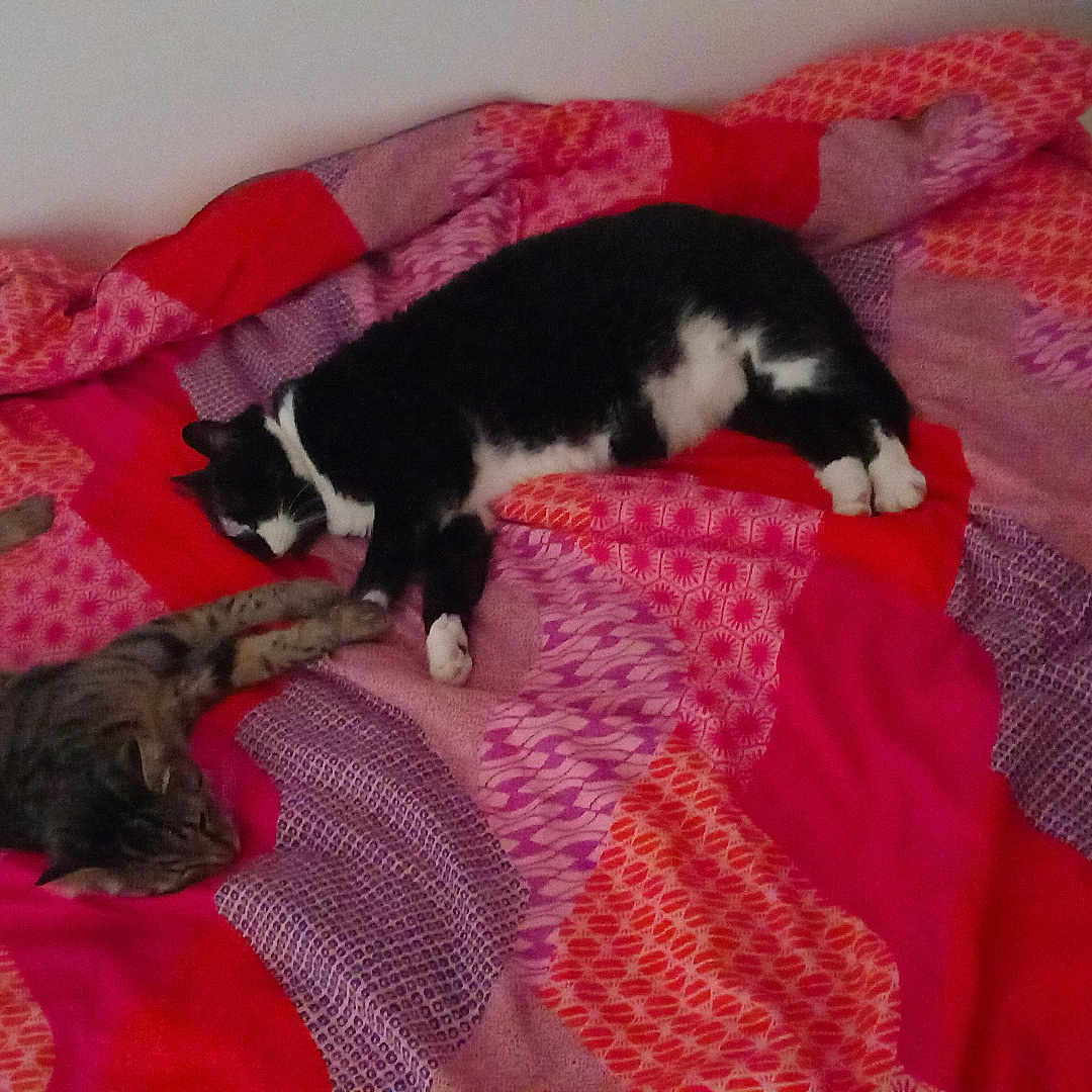 Nouka Et Marvel participe au concours pour gagner de l'argent avec cette photo : animal, bed, black_and_white_cat, blanket, cat, cozy, domestic, feline, fur, indoor, patterned_blanket, pet, pink, purple, red, relaxation, resting, sleeping, striped_cat, two_cats