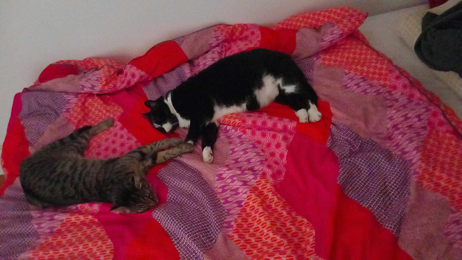 Nouka Et Marvel participe au concours pour gagner de l'argent avec cette photo : cat, two_cats, bed, blanket, striped_cat, black_and_white_cat, sleeping, resting, indoor, feline, pet, animal, cozy, patterned_blanket, purple, red, pink, fur, domestic, relaxation