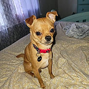 Cooper is registered to the contest to win money with this photo: alert, animal, bed, blanket, chihuahua, collar, curious, cute, dog, ears, eyes, fur, furniture, home, indoor, pet, resting, room, small_dog, tag