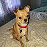 alert, animal, bed, blanket, chihuahua, collar, curious, cute, dog, ears, eyes, fur, furniture, home, indoor, pet, resting, room, small_dog, tag