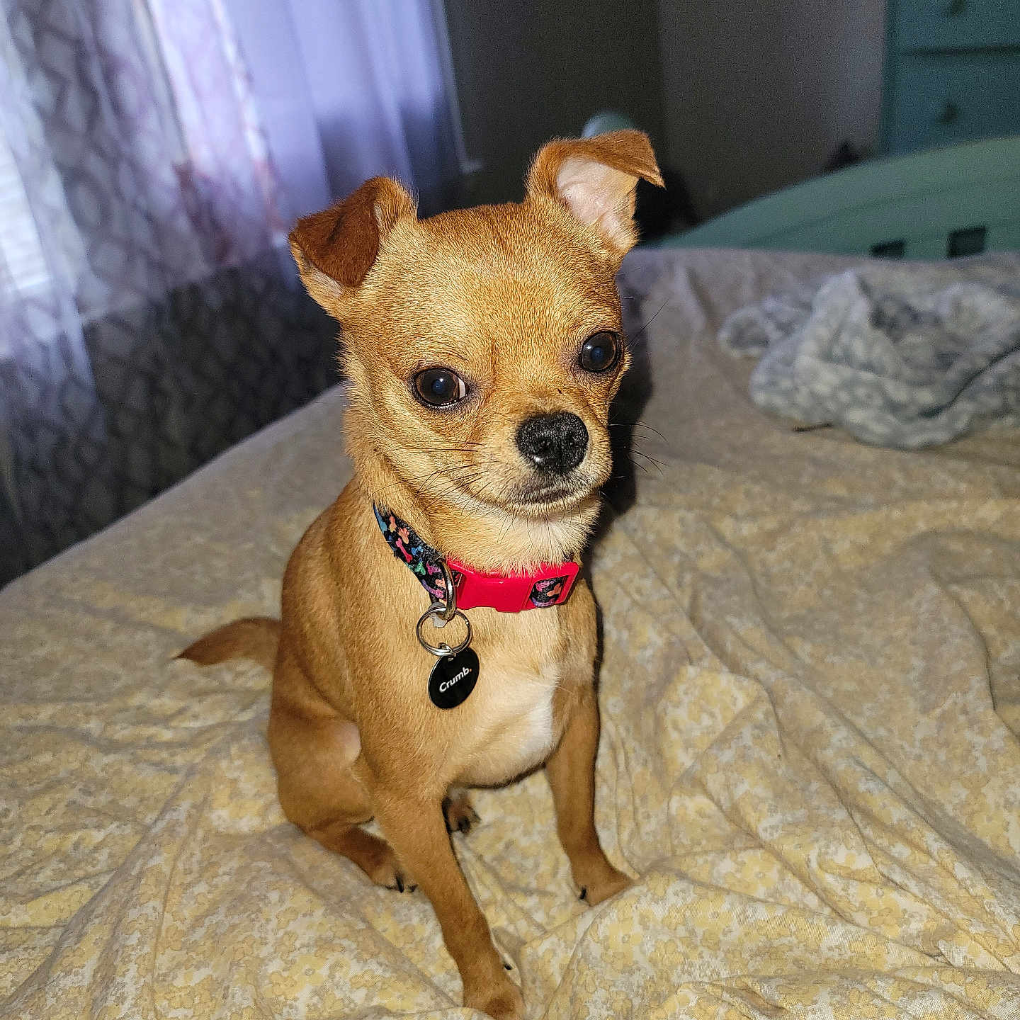 Cooper
