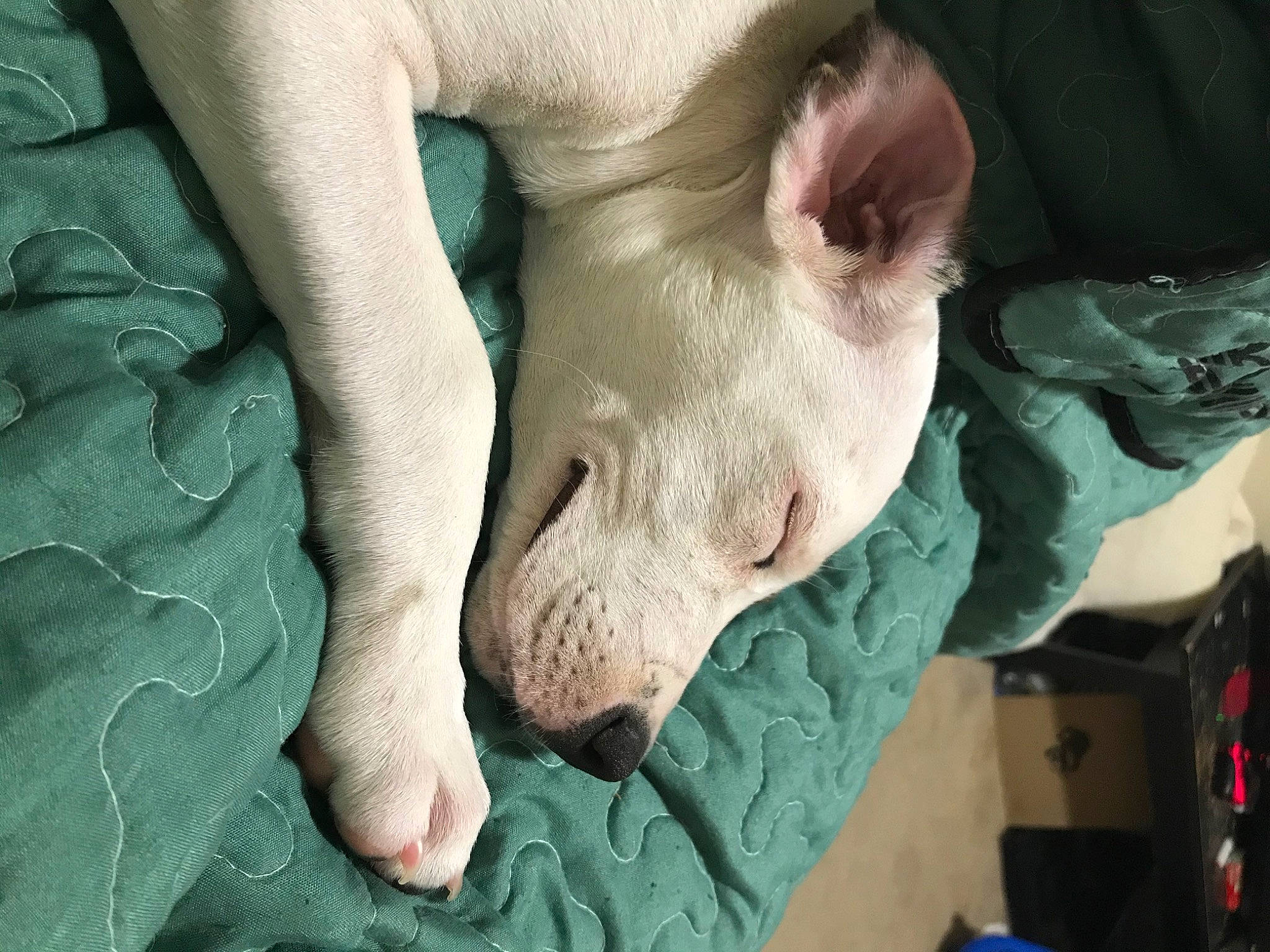 Kira joined the competition — help win amazing prizes! carnivore, comfort, companion_dog, dog, dog_breed, eye, fawn, felidae, foot, gesture, head, human_body, jaw, leg, nail, nose, small_to_medium_sized_cats, snout, whiskers, wrinkle