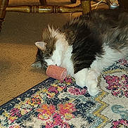 Bella is registered to the contest to win money with this photo: cat, sleeping, fluffy, hair_roller, rug, patterned_rug, carpet, indoor, wooden_chair, furniture, pet, animal, cozy, resting, white_paws, tabby, fur, home, floor, cute