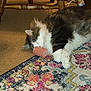cat, sleeping, fluffy, hair_roller, rug, patterned_rug, carpet, indoor, wooden_chair, furniture, pet, animal, cozy, resting, white_paws, tabby, fur, home, floor, cute