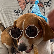 Leni is registered to the contest to win money with this photo: dog, birthday_hat, sunglasses, treat, blanket, indoor, pet, cute, brown_and_white, relaxed, chewing, cozy, decorated, animal, comfort, fun, playful, portrait, canine, resting