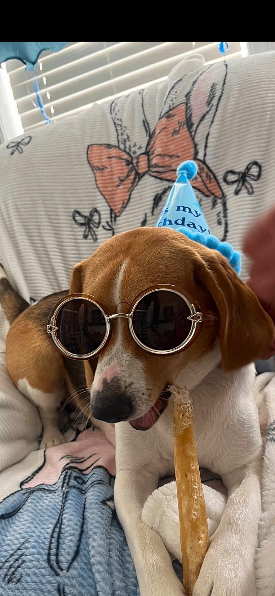 Leni is registered to the contest to win money with this photo: dog, birthday_hat, sunglasses, treat, blanket, indoor, pet, cute, brown_and_white, relaxed, chewing, cozy, decorated, animal, comfort, fun, playful, portrait, canine, resting