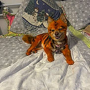 Aria joined the competition — help win amazing prizes! dog, pomeranian, dyed_fur, orange, stripes, wink, smile, collar, tags, bed, blanket, pillow, indoor, cozy, small_dog, tail, paws, cute, playful, bedroom