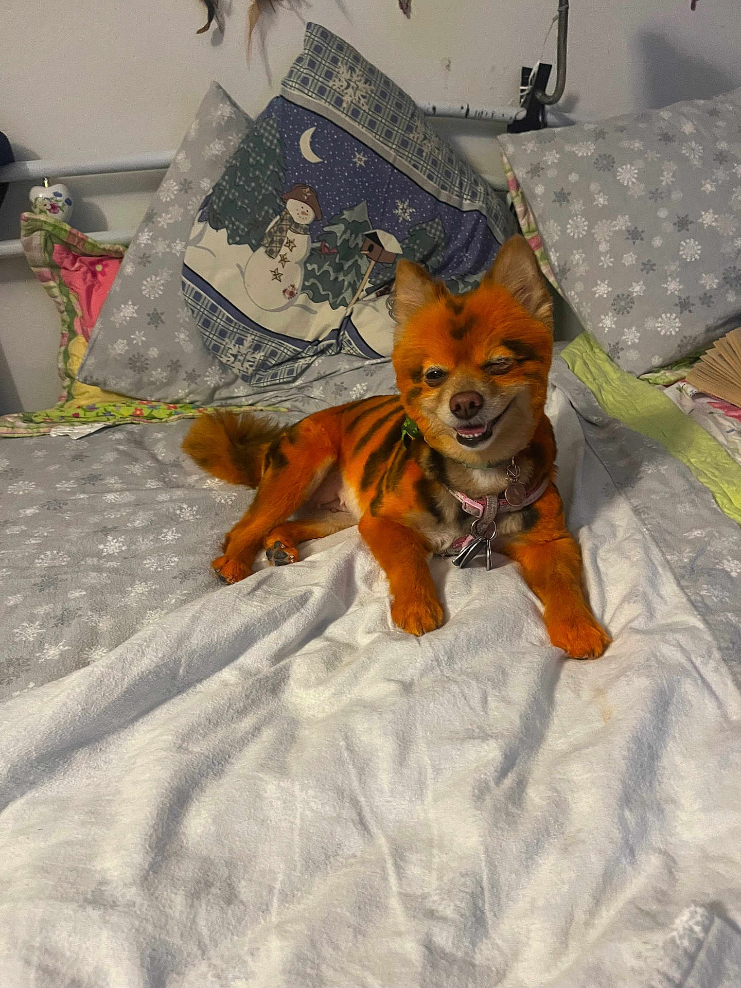 Aria joined the competition — help win amazing prizes! dog, pomeranian, dyed_fur, orange, stripes, wink, smile, collar, tags, bed, blanket, pillow, indoor, cozy, small_dog, tail, paws, cute, playful, bedroom