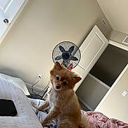 Aria is registered to the contest to win money with this photo: dog, indoor, bed, blanket, phone, fan, door, curious, fluffy, pet, cozy, rumpled, brown, fur, collar, room, wall, carpet, light, casual