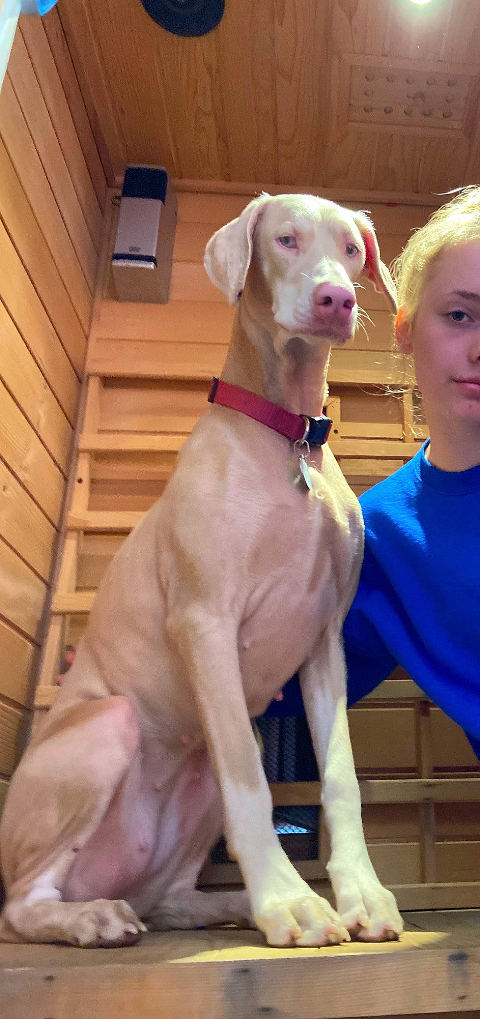 Kiwi joined the competition — help win amazing prizes! canidae, carnivore, collar, companion_dog, dog, dog_breed, dog_collar, dog_supply, fawn, guard_dog, hunting_dog, mudhol_hound, non_sporting_group, pet_supply, sighthound, snout, sporting_group, working_animal, working_dog