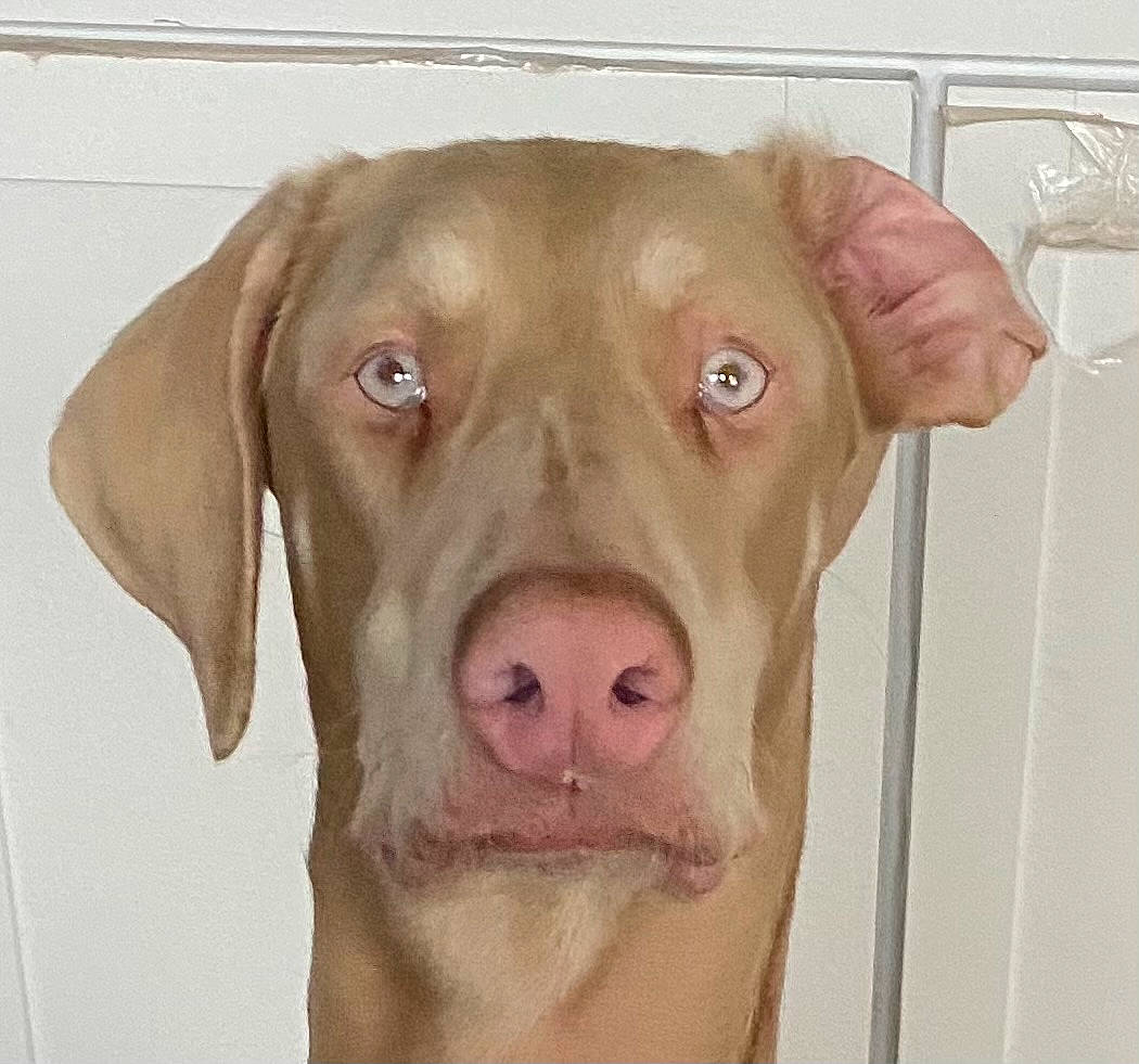 Kiwi joined the competition — help win amazing prizes! carnivore, companion_dog, dog, dog_breed, dog_collar, ear, eye, fawn, fur, gun_dog, hardwood, liver, pet_supply, snout, sporting_group, terrestrial_animal, whiskers, wood, working_animal, wrinkle