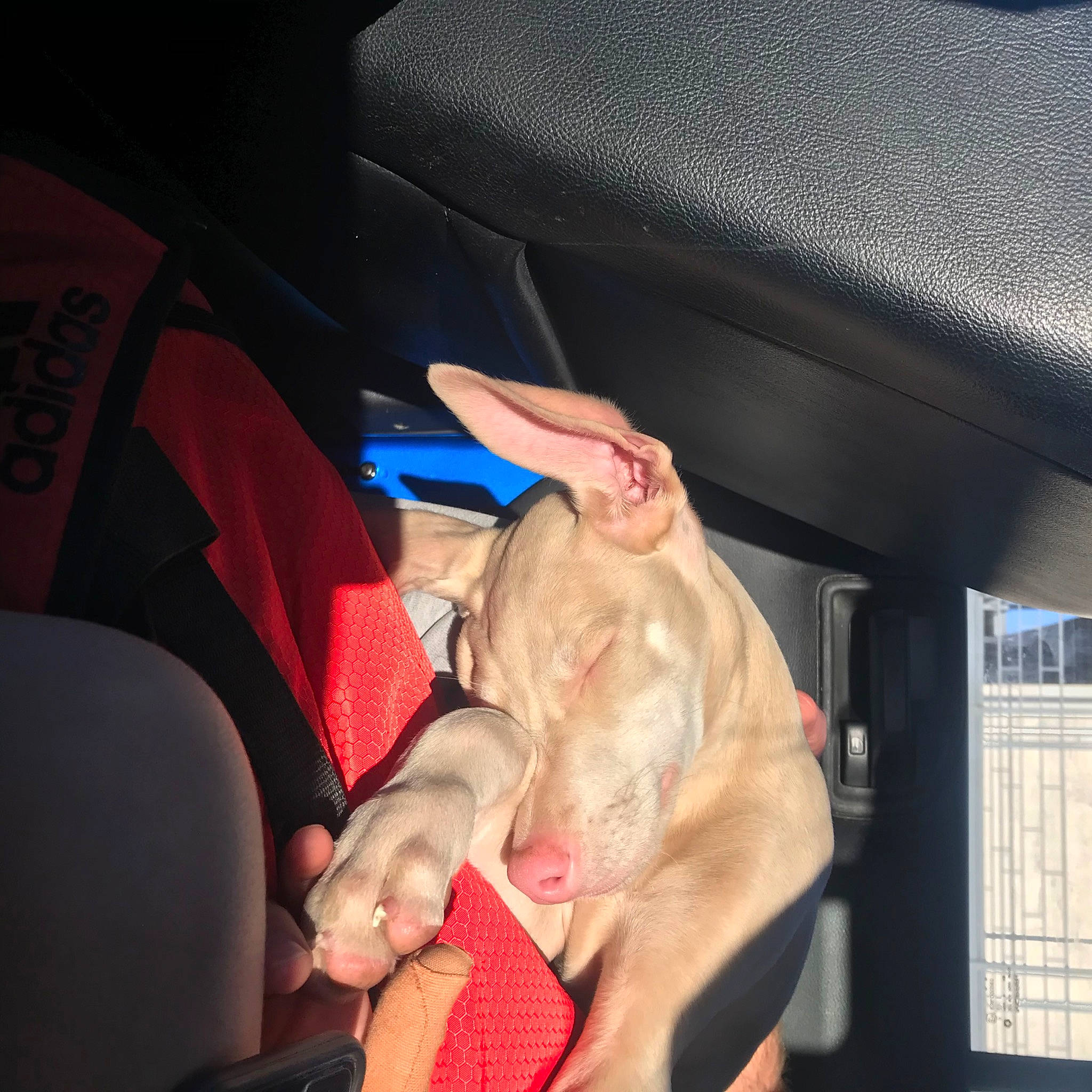 Kiwi is registered to the contest to win money with this photo: auto_part, automotive_exterior, car, car_seat, car_seat_cover, carnivore, comfort, companion_dog, dog, dog_breed, driving, family_car, fawn, finger, human_leg, personal_luxury_car, seat_belt, steering_wheel, vehicle_door, windshield