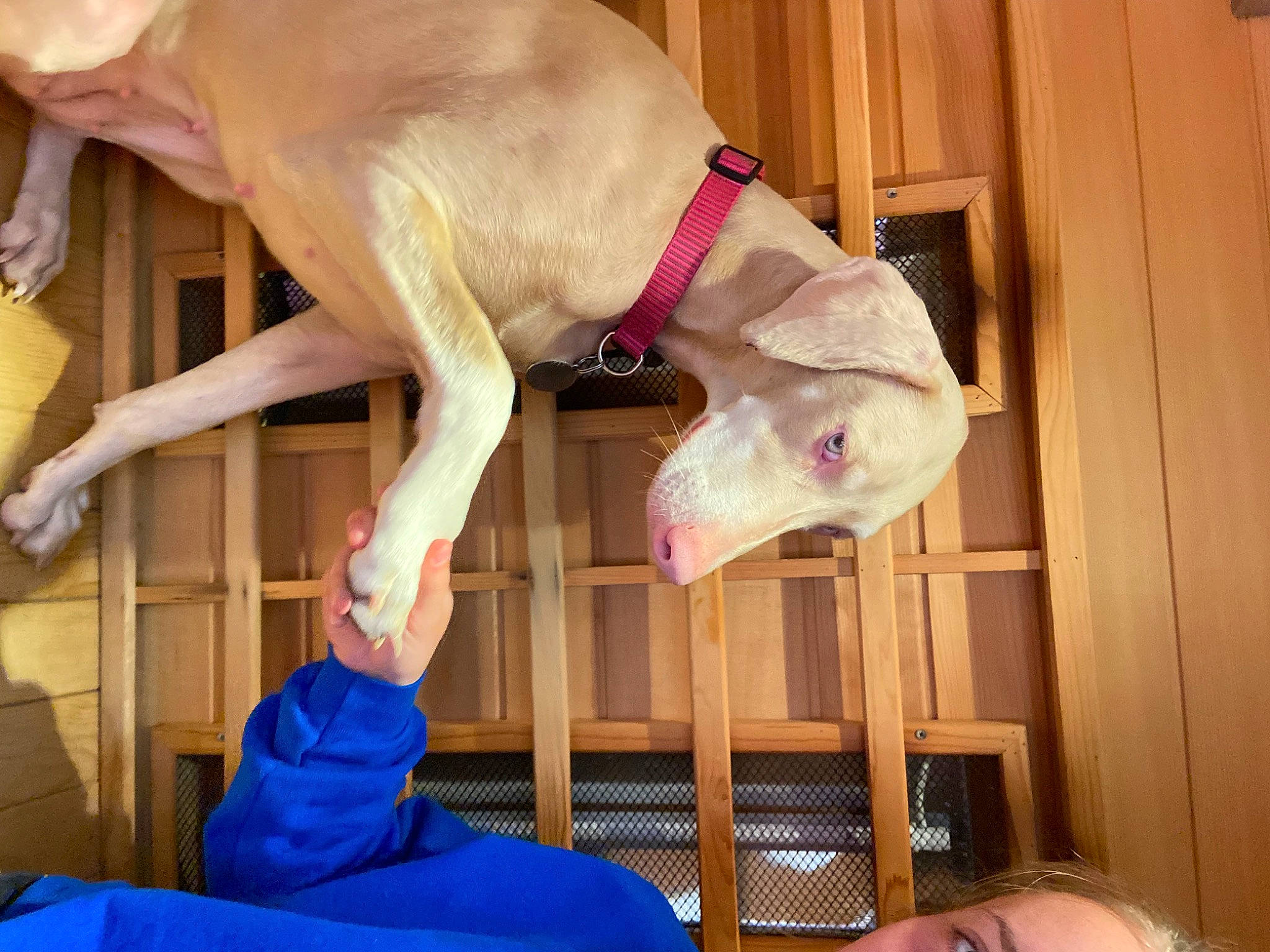 Kiwi is registered to the contest to win money with this photo: balance, carnivore, collar, comfort, companion_dog, dog, dog_breed, dog_supply, electric_blue, fawn, guard_dog, non_sporting_group, pet_supply, room, tail, wood, working_animal, wrist