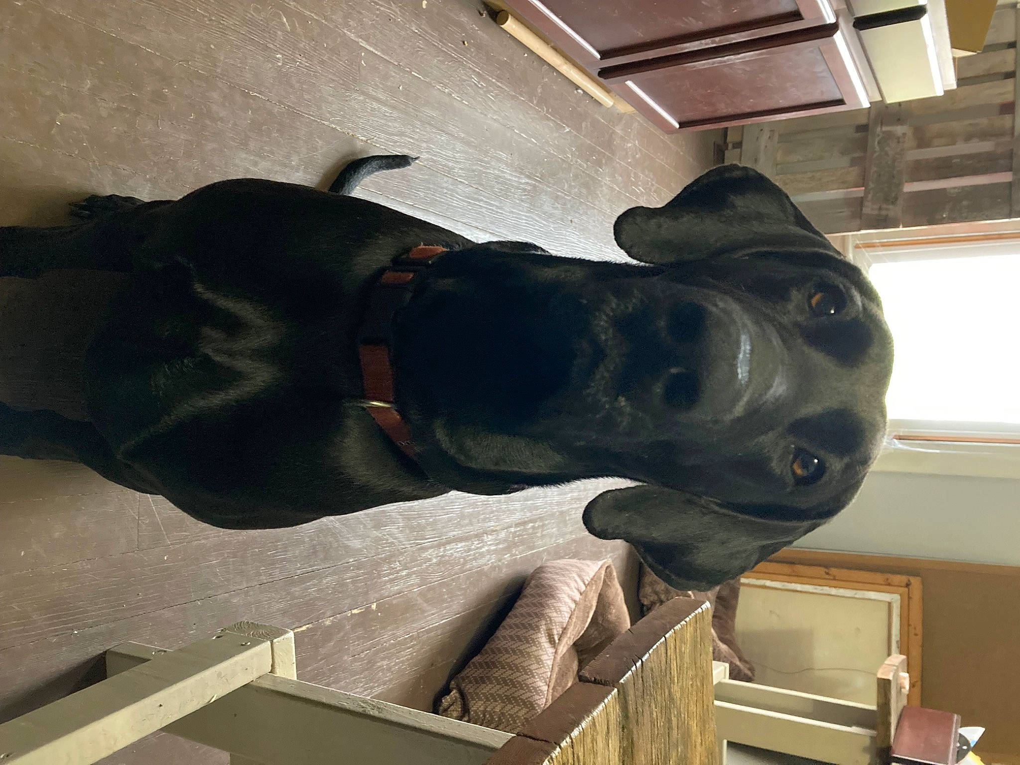 Tyty joined the competition — help win amazing prizes! art, bronze_sculpture, canidae, carnivore, ceiling, dog, dog_breed, guard_dog, hat, metal, non_sporting_group, personal_protective_equipment, sculpture, snout, sporting_group, statue, terrestrial_animal, tourist_attraction, window, working_animal