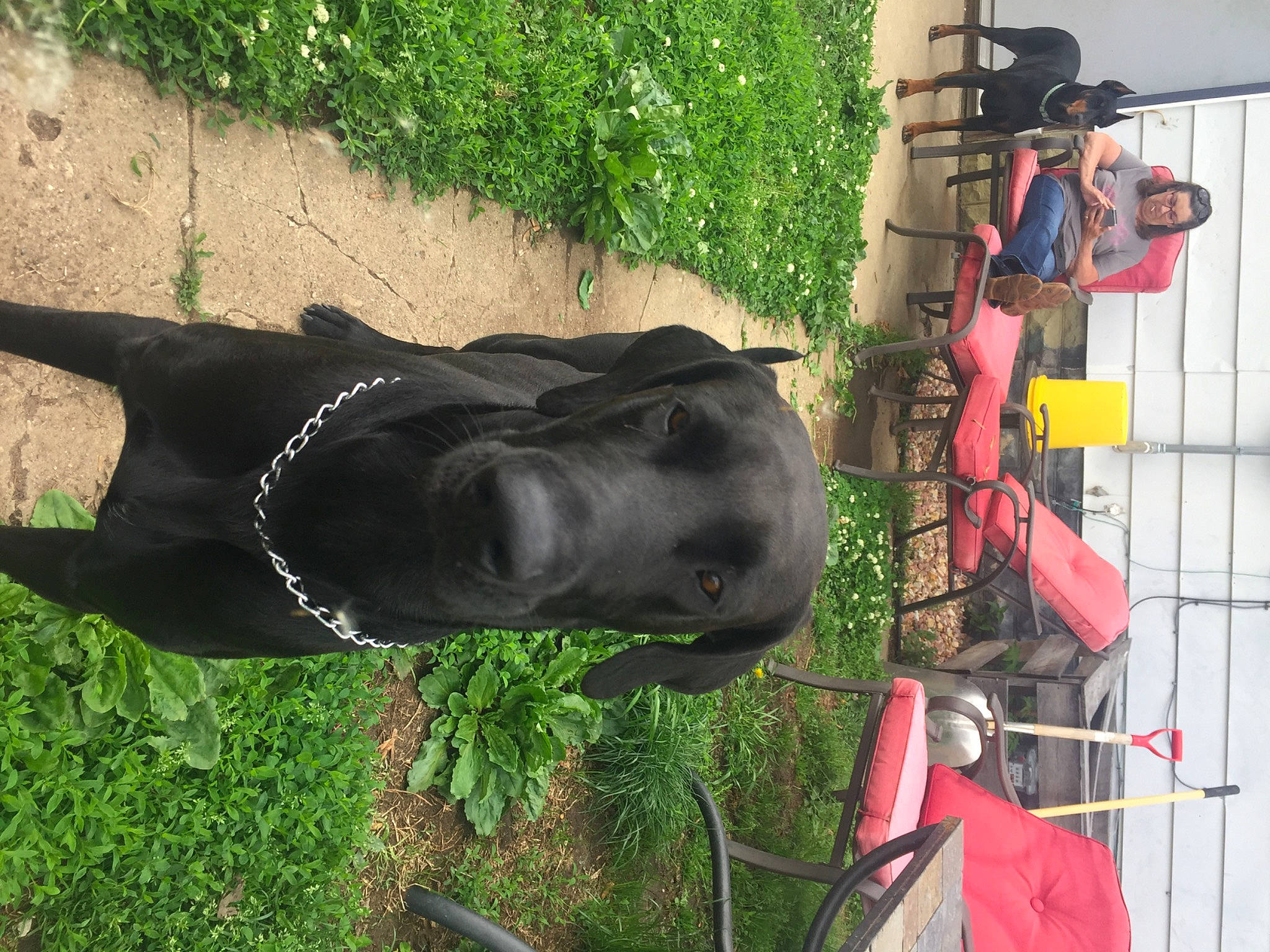 Tyty is registered to the contest to win money with this photo: art, grass, lawn_ornament, mammal, metal, personal_protective_equipment, plant, sculpture, snout, statue, tail, terrestrial_animal, tree, vertebrate, working_animal