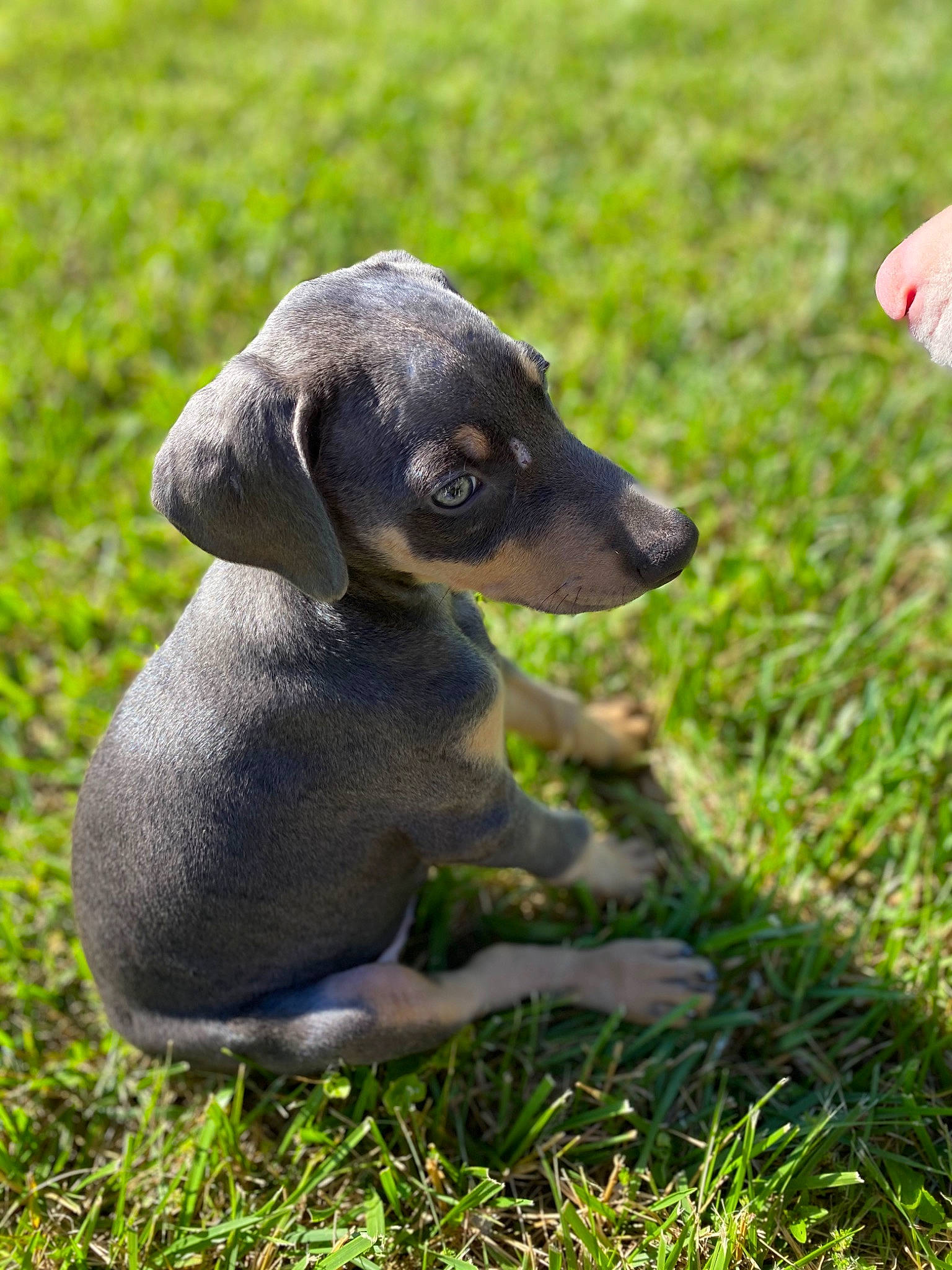 Koda joined the competition — help win amazing prizes! art, canidae, carnivore, companion_dog, dog, dog_breed, eye, fawn, grass, grassland, groundcover, plant, puppy, rock, snout, sporting_group, terrestrial_animal, toy_dog, whiskers, working_animal