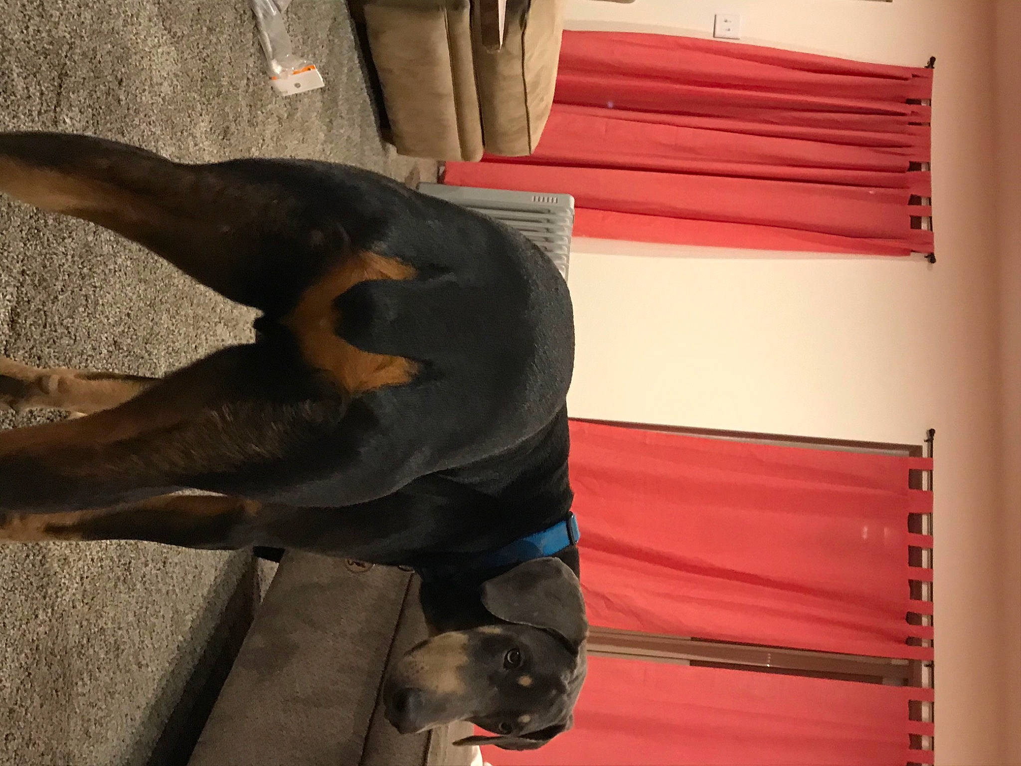 Koda is registered to the contest to win money with this photo: book, canidae, carnivore, comfort, companion_dog, curtain, dog, dog_breed, elbow, fur, guard_dog, hardwood, human_leg, knee, sporting_group, tail, window_covering, wood