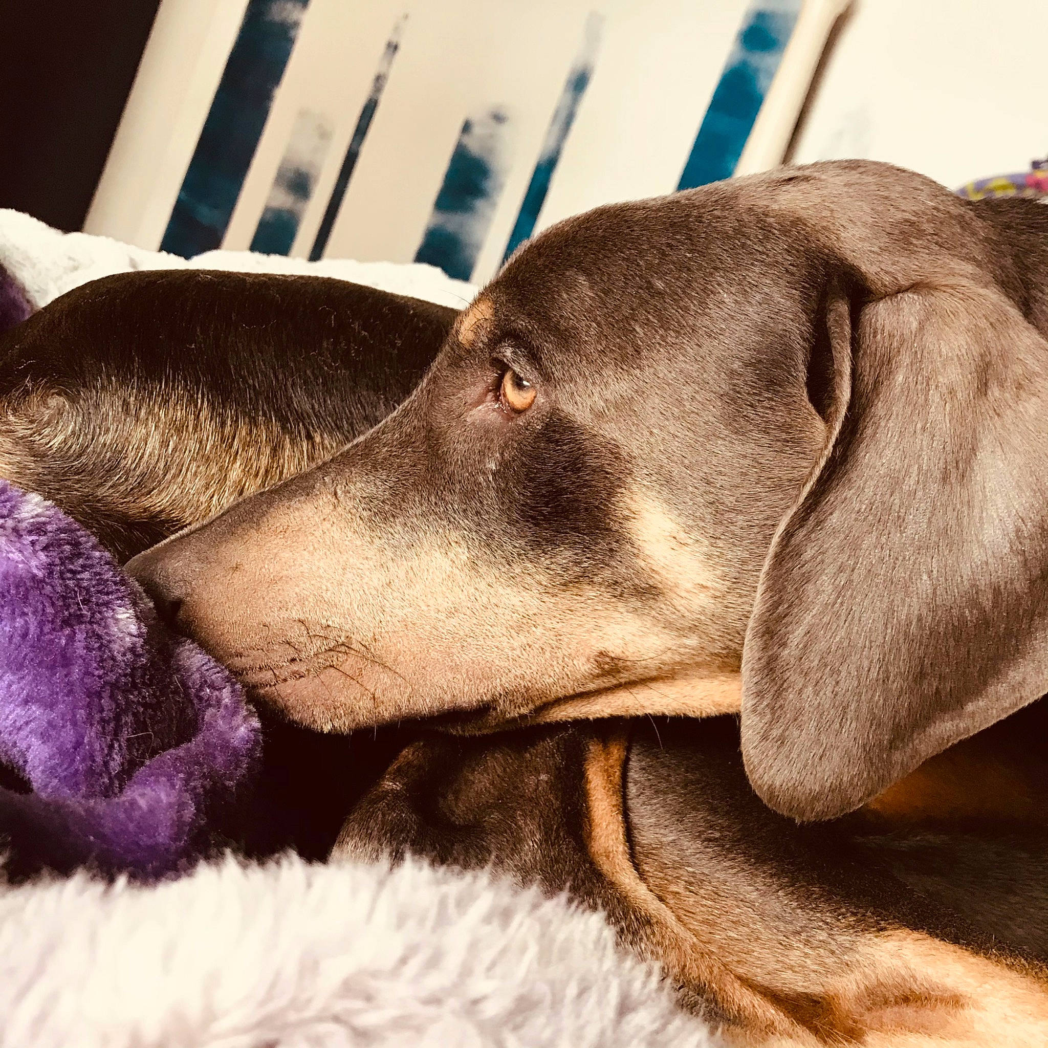 Koda joined the competition — help win amazing prizes! canidae, carnivore, collar, comfort, companion_dog, dog, dog_breed, dog_collar, ear, fawn, fur, head, hunting_dog, liver, pet_supply, snout, sporting_group, terrestrial_animal, whiskers, working_animal